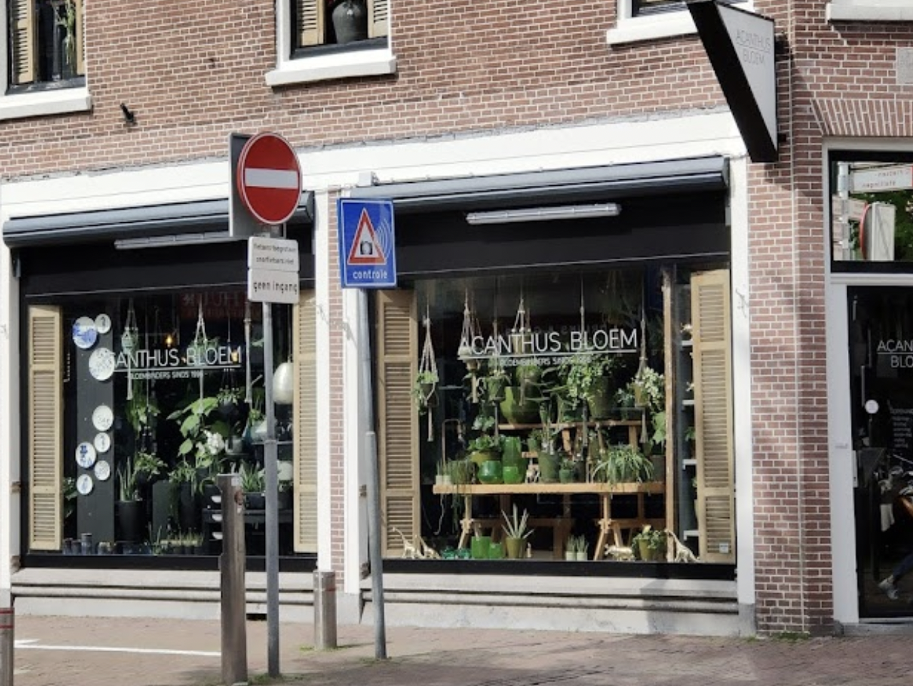 Acanthus Bloemen Alkmaar