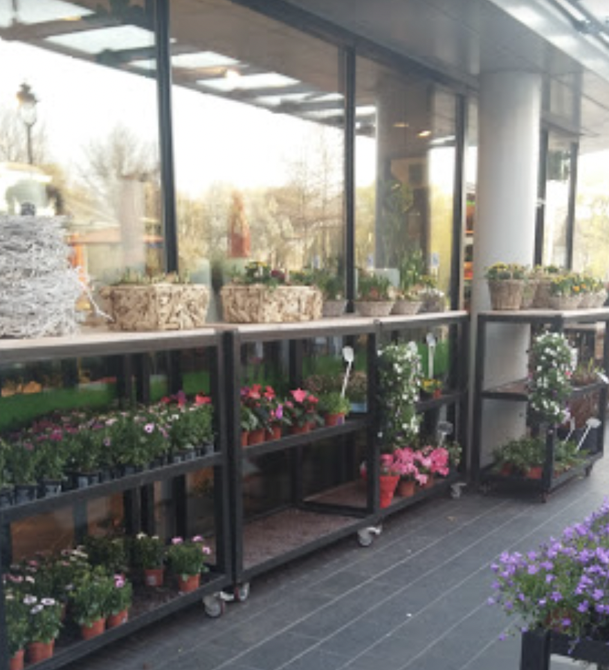 Allure Bloemen en Planten