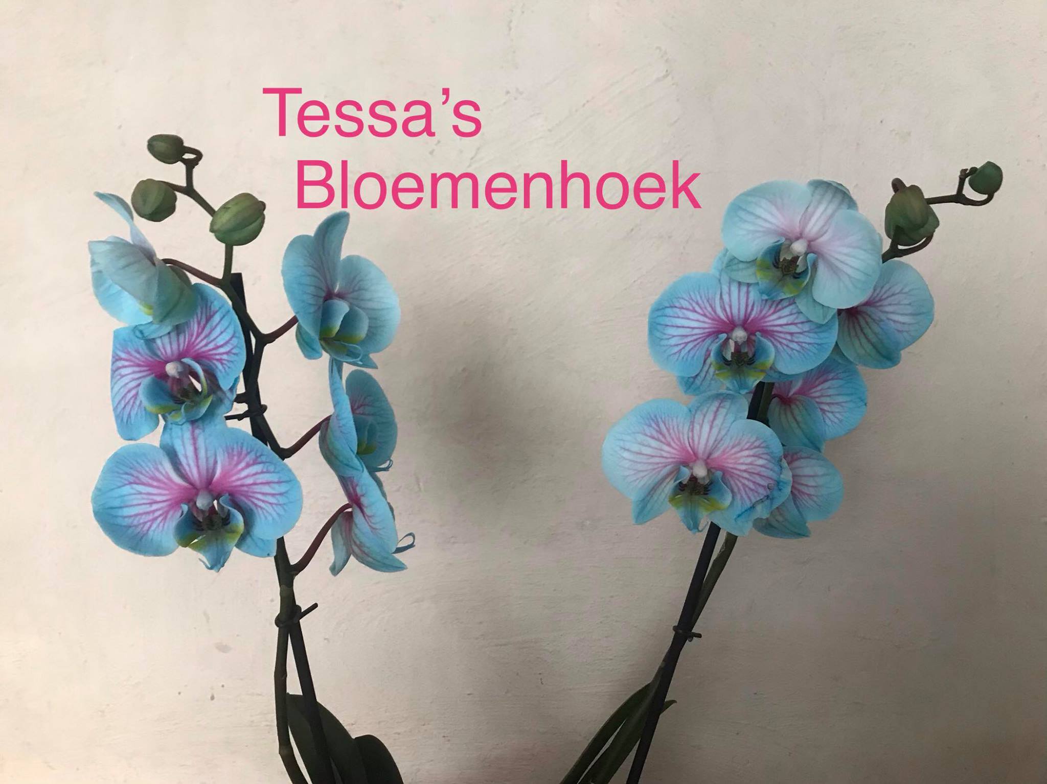Tessa's Bloemenhoek