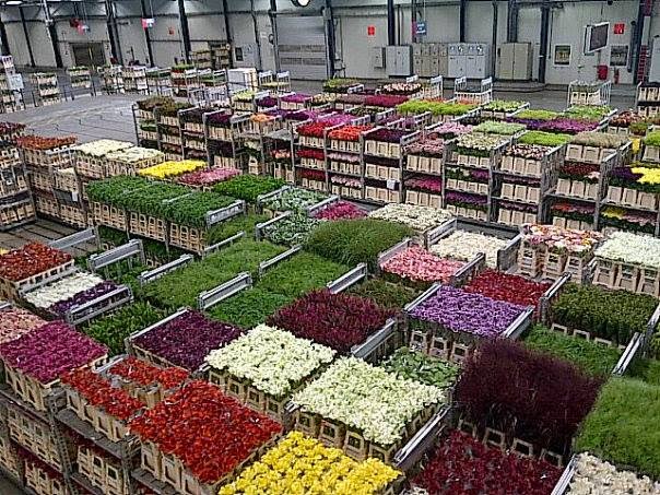 HMF - Euroflorist bloemenwinkel