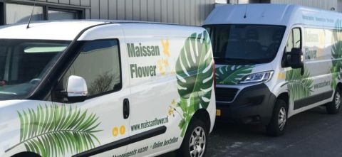 Maissan Flower