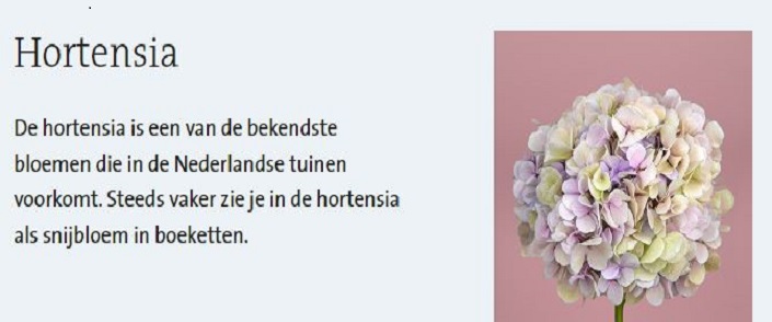 Hortensia's