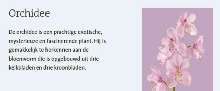 orchidee