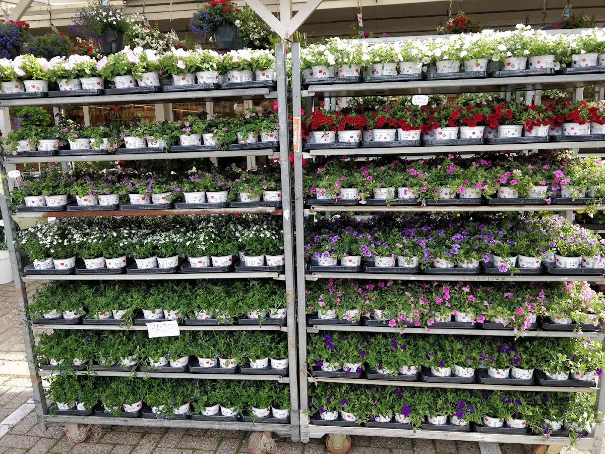 Reinders Bloemen en Planten