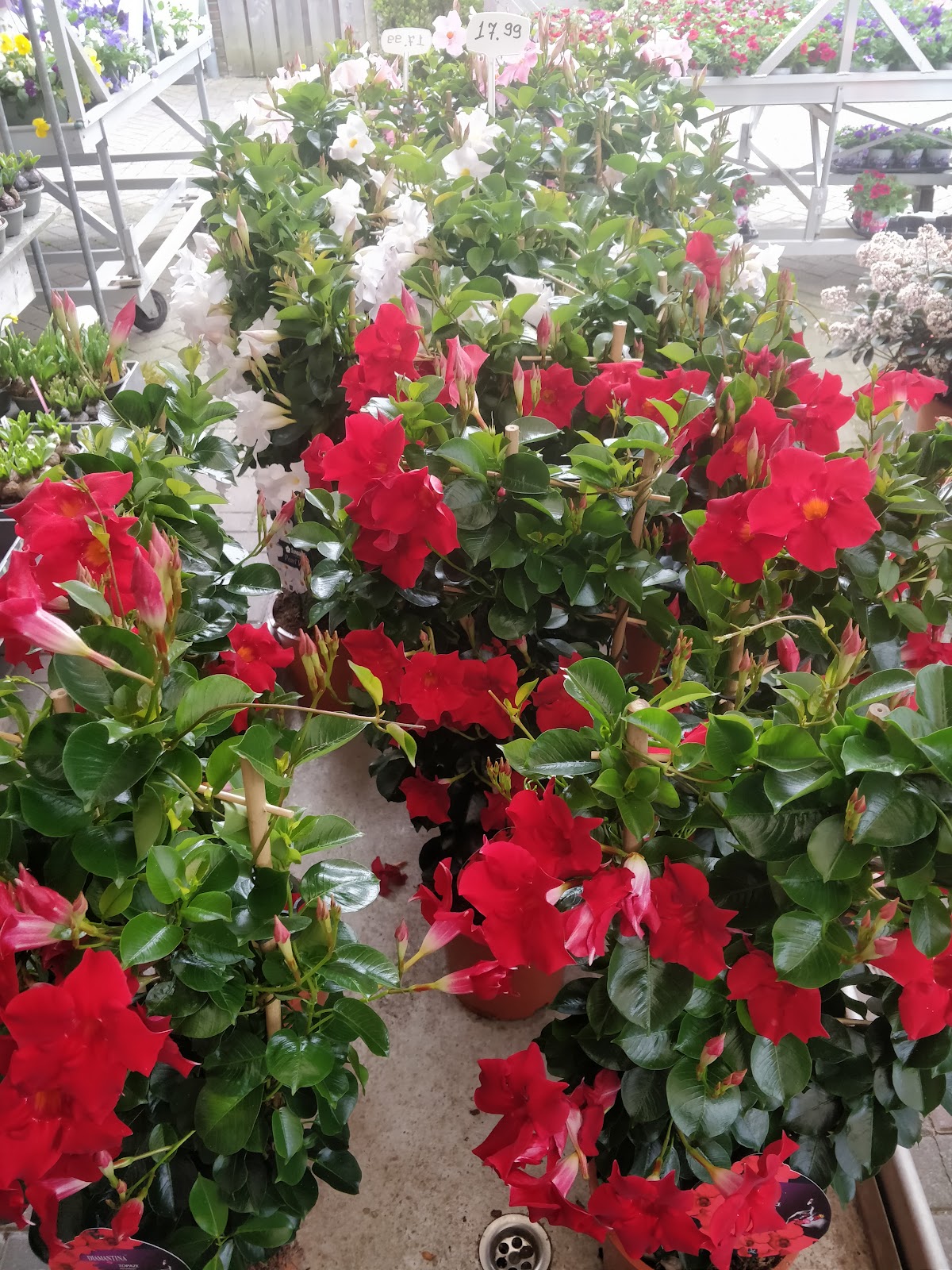 Foto van Reinders Bloemen en Planten in Sleen