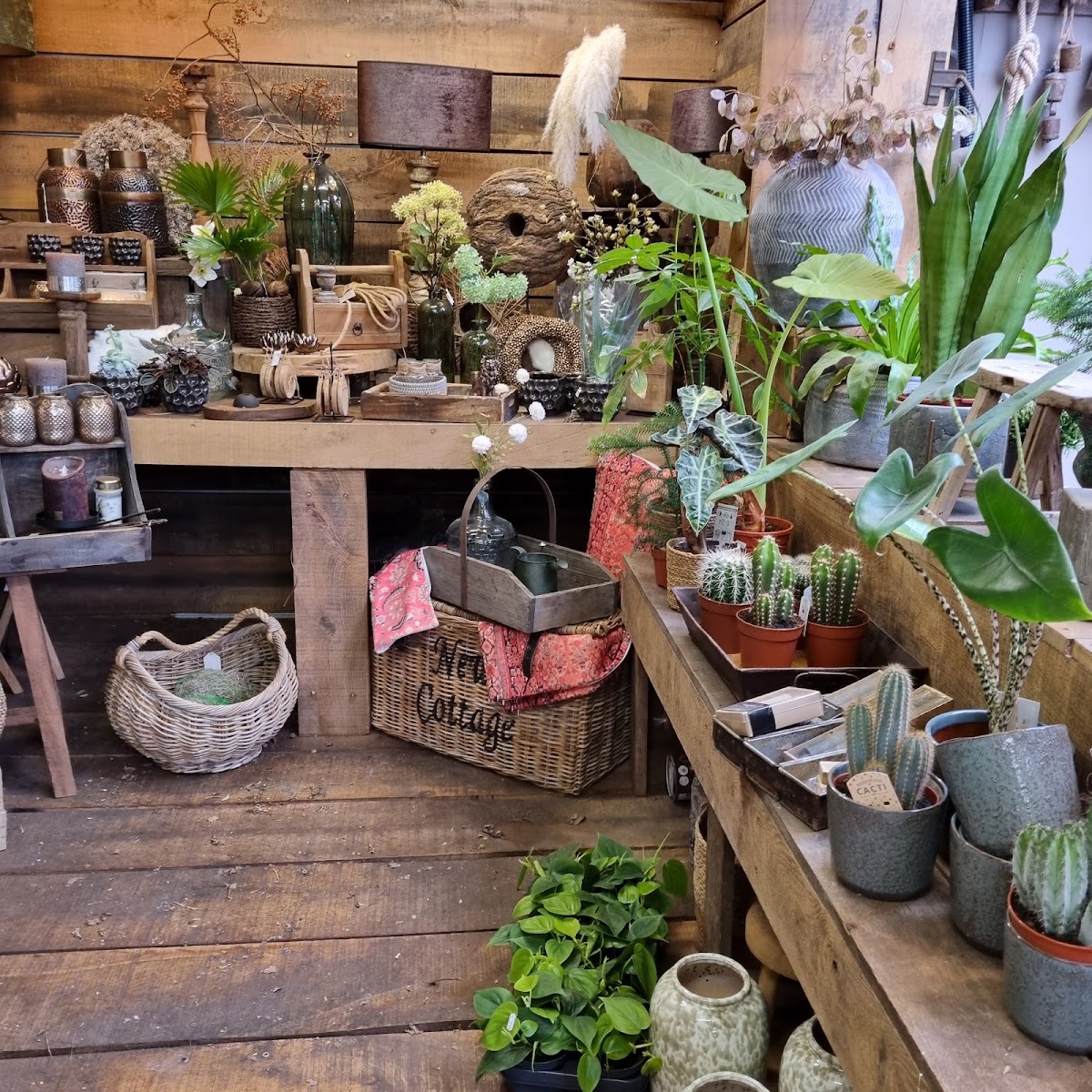 De Zonnebloem Koi Kado & Groen