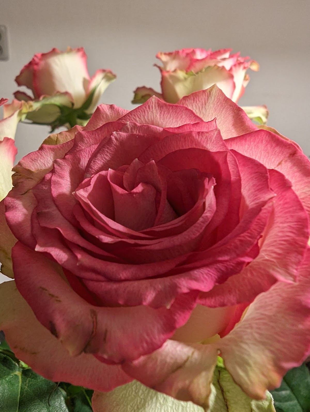 Foto van Rene's bloemen en planten in Lelystad