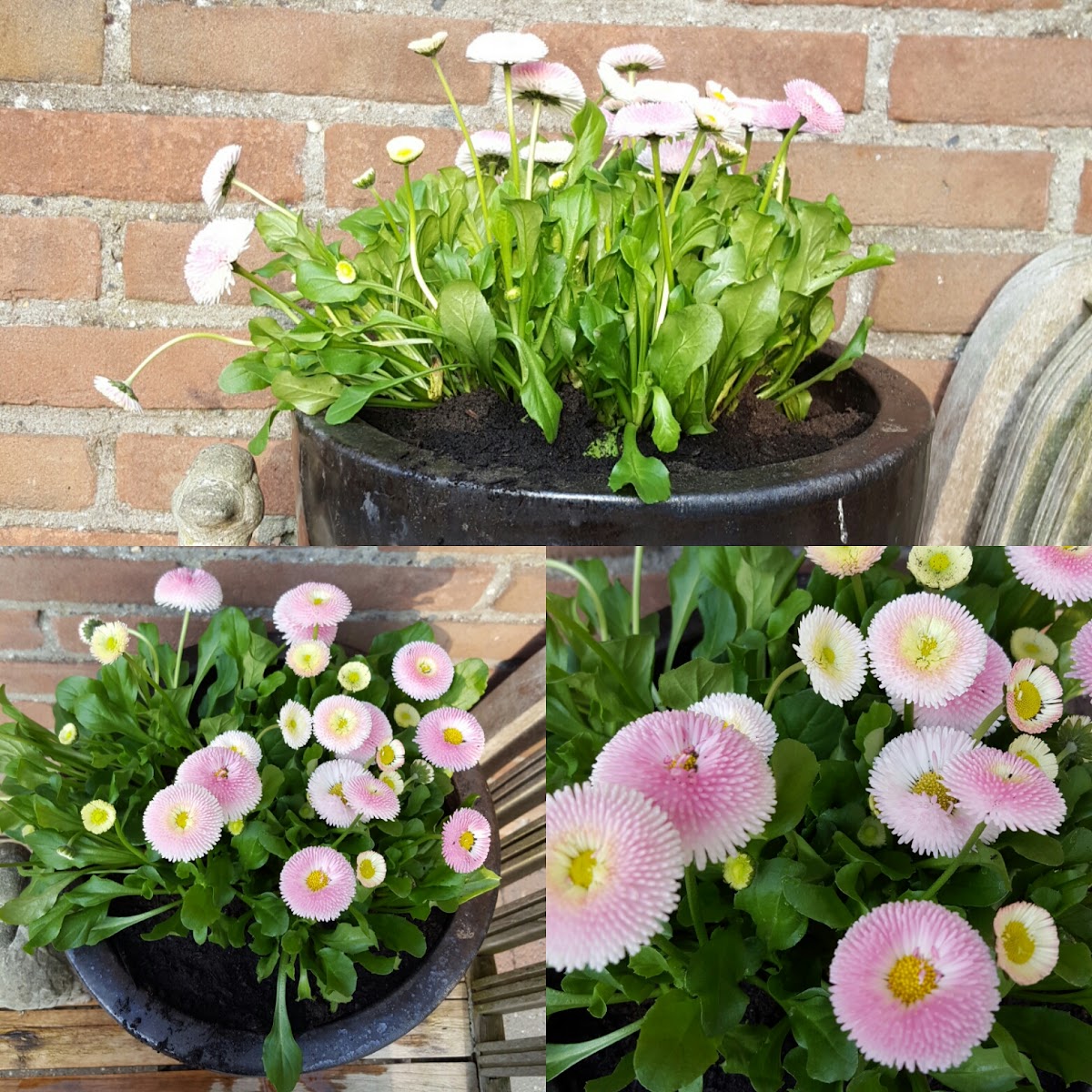 Foto van Extra Verte Bloem- en woondecoratie in Urk