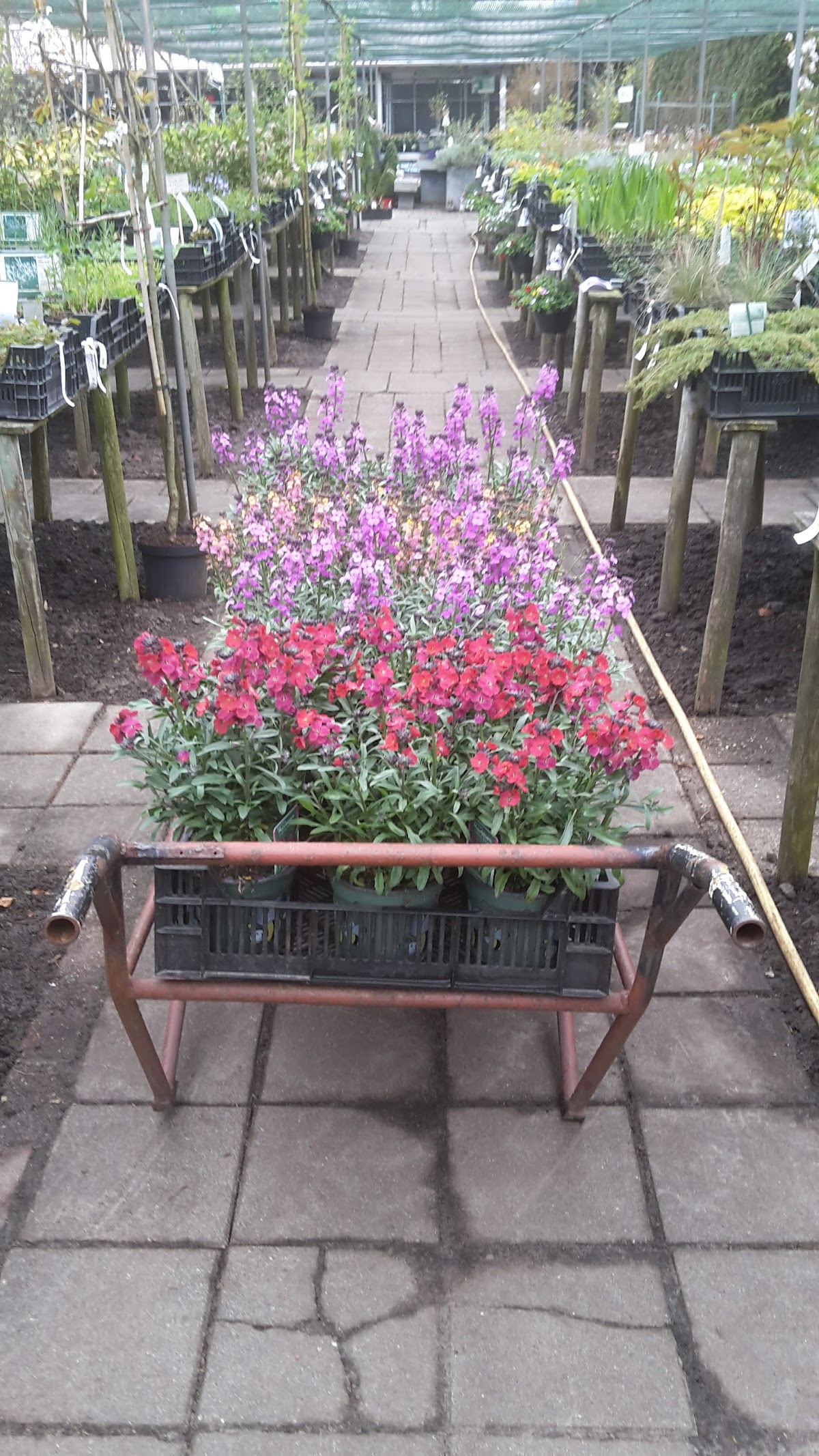 Foto van Tuincentrum J.P. Scheltinga in Blesdijke