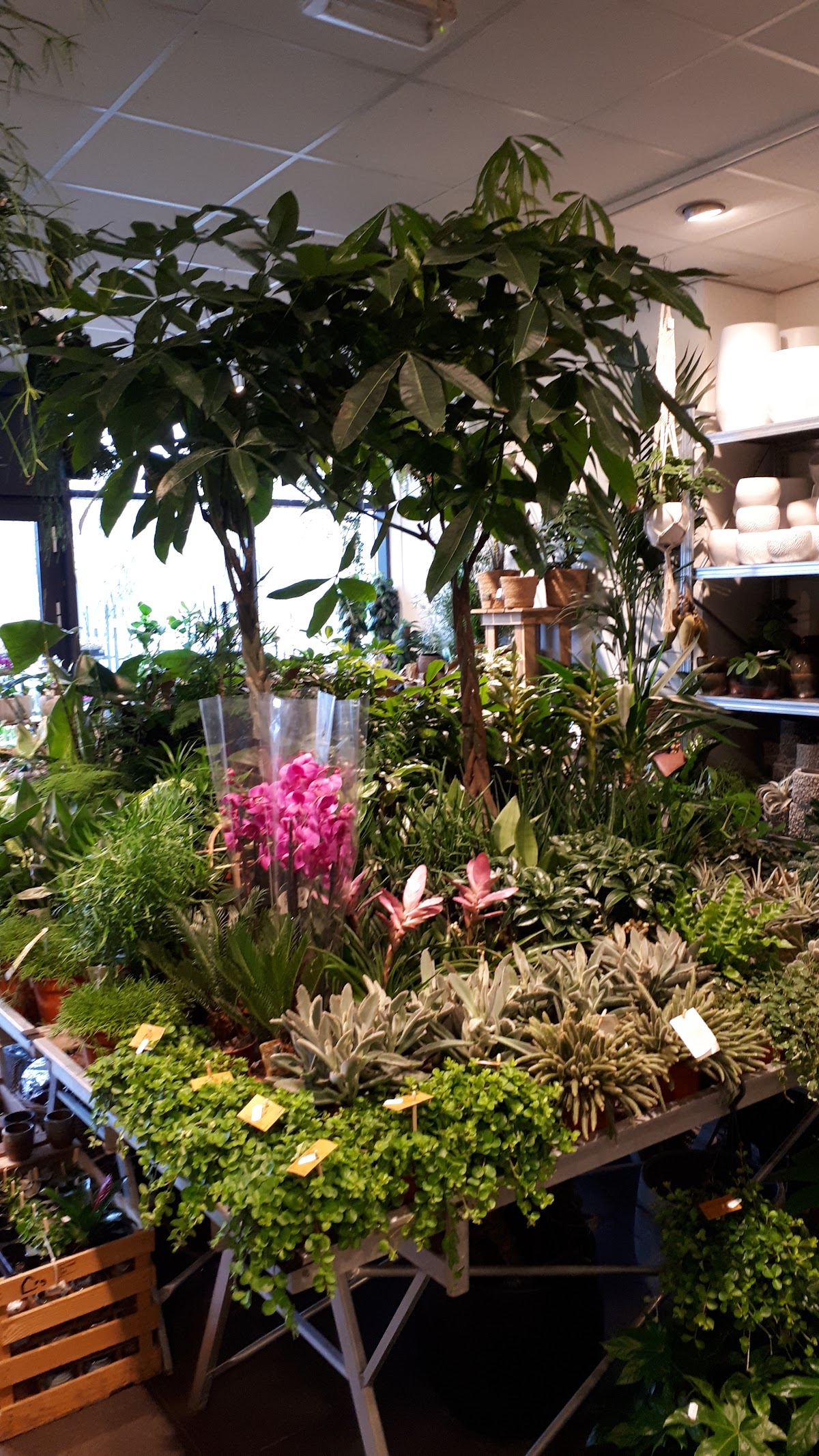 Foto van Superflora Drachten De Drait in Drachten