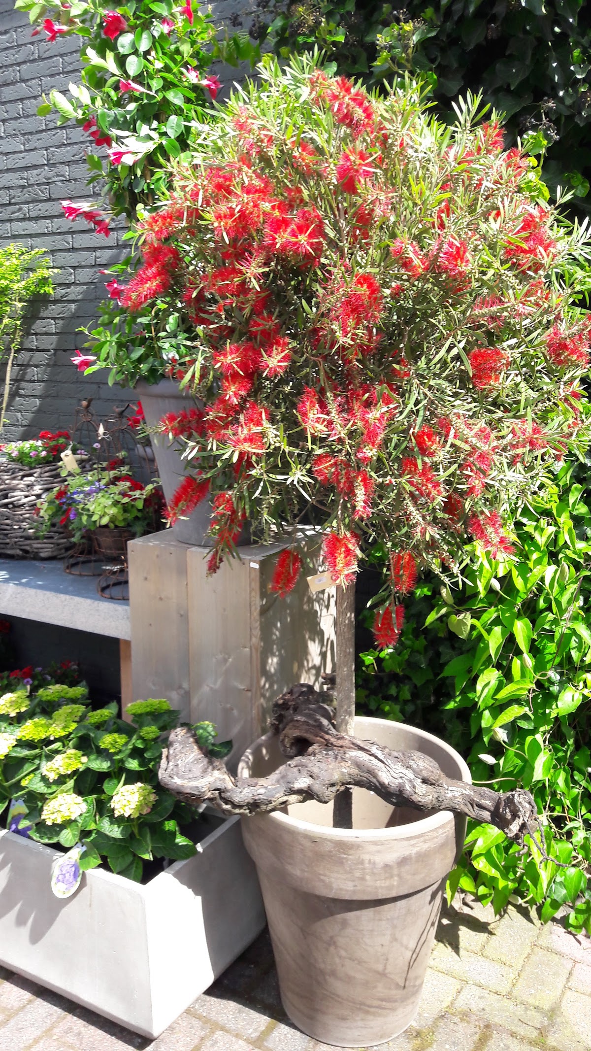 Foto van Bloembinderij Bloemengroet in De Groeve