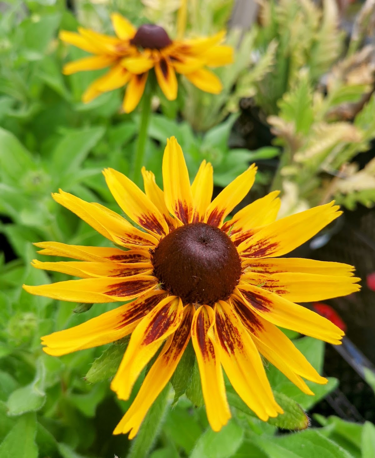 Foto van Van Kammen Tuinplanten in Hurdegaryp