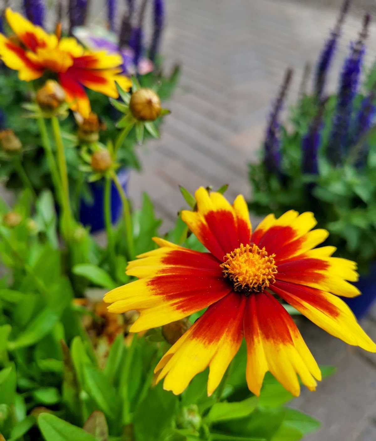 Foto van Van Kammen Tuinplanten in Hurdegaryp