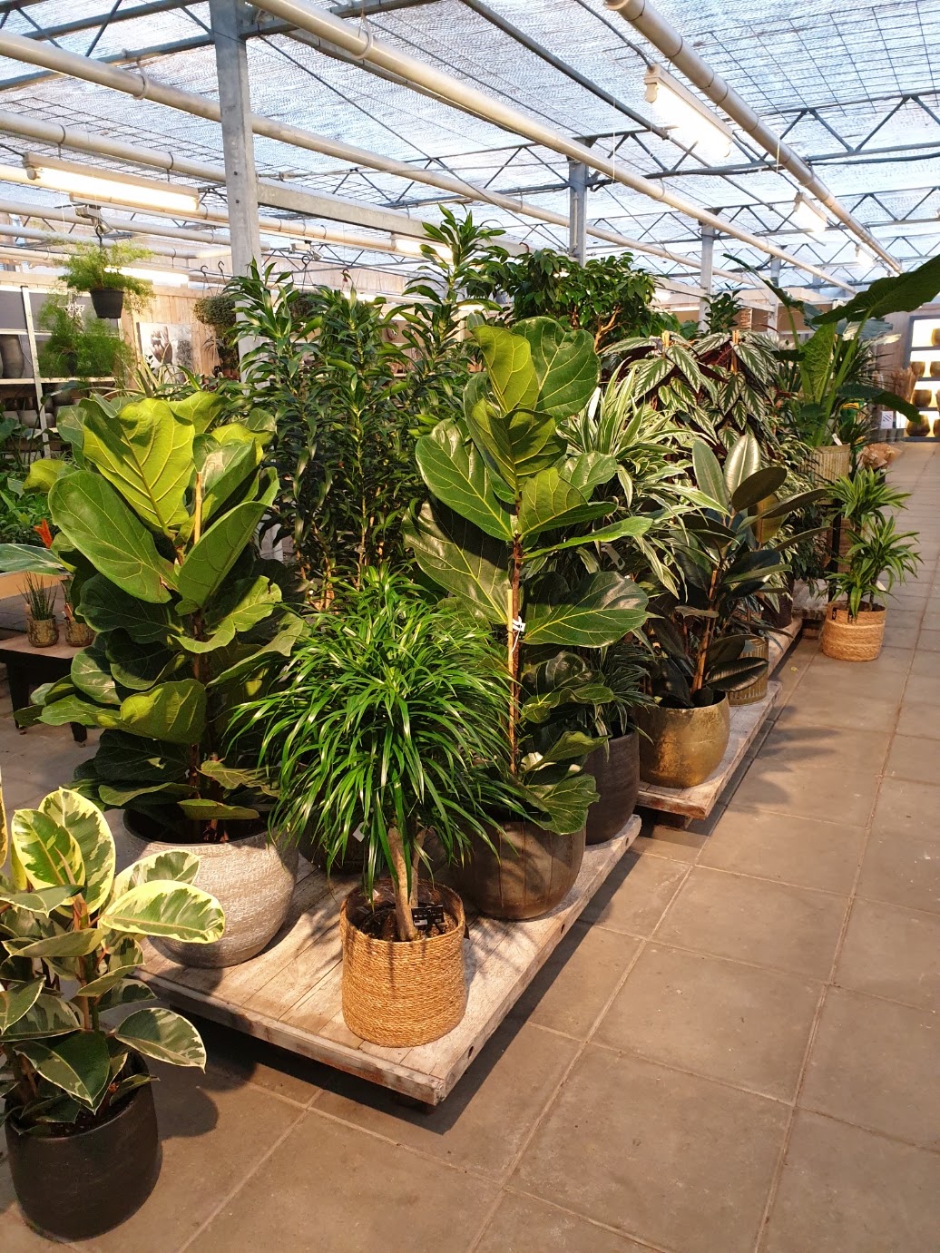 Foto van Tuincentrum Gerberosa in Joure