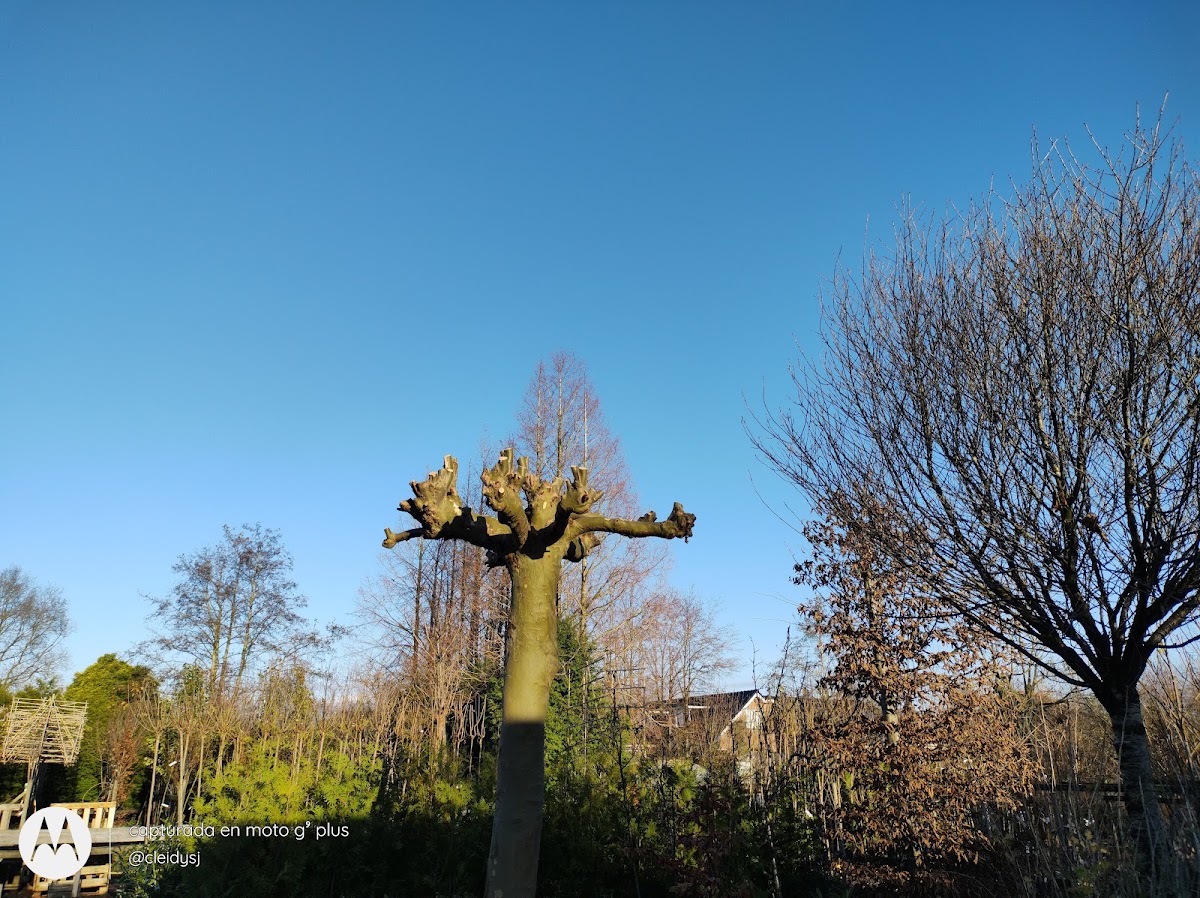 Foto van Tuincentrum in Kootstertille