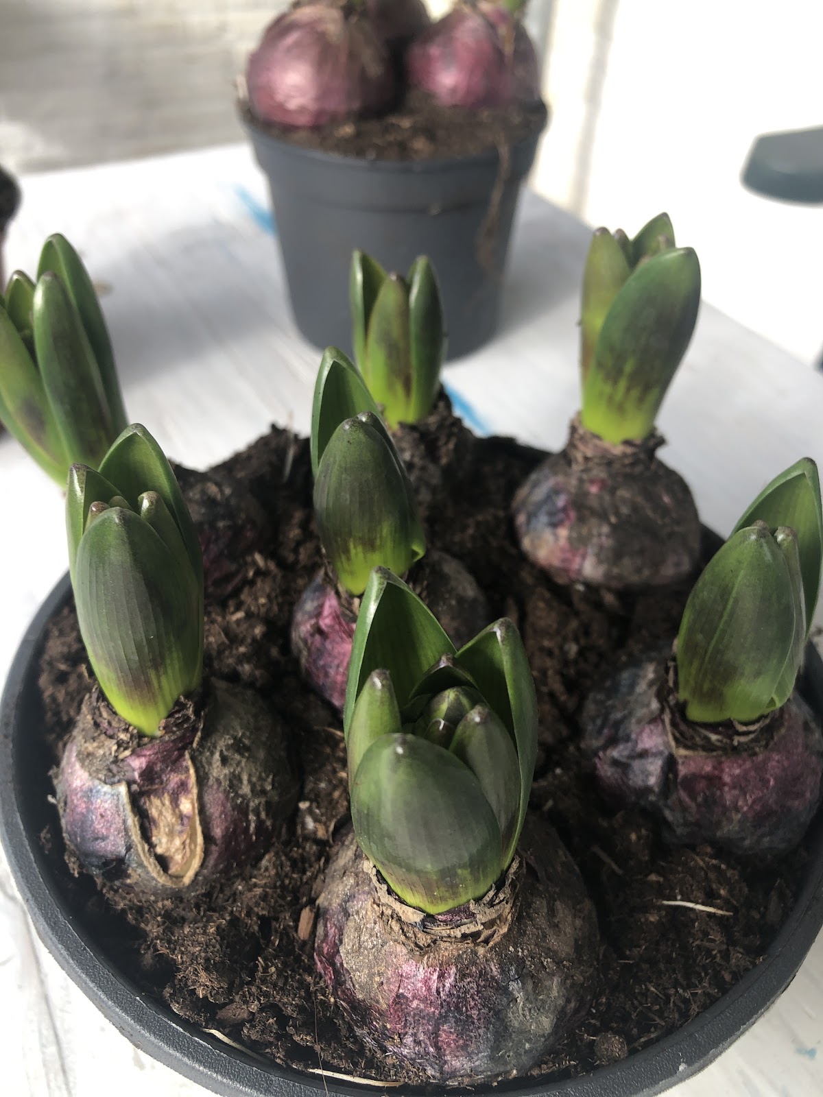 Foto van Agaaf Bloemen in Renswoude
