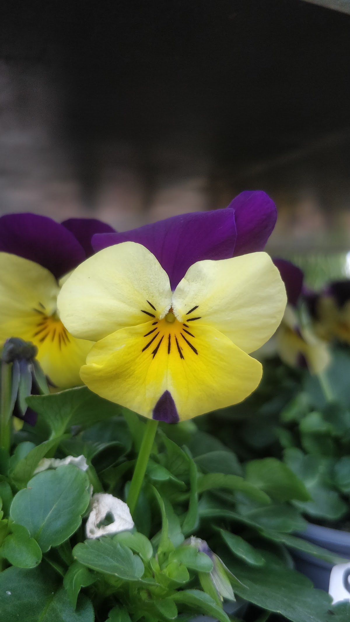 Foto van Tuincentrum de Leeuw in Marsum