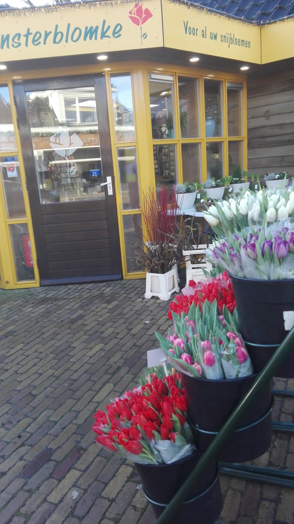 It Finsterblomke