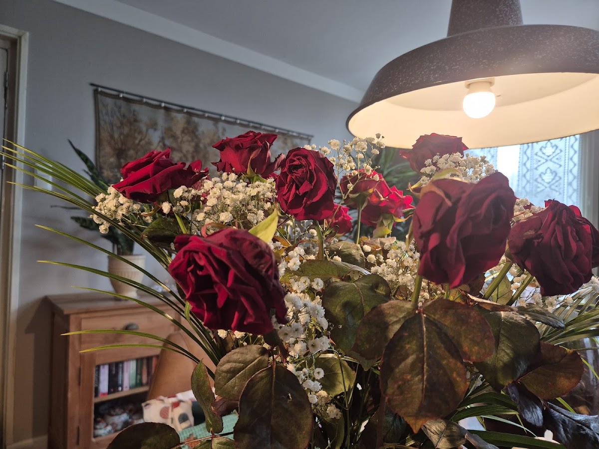 Foto van It Finsterblomke in Stiens