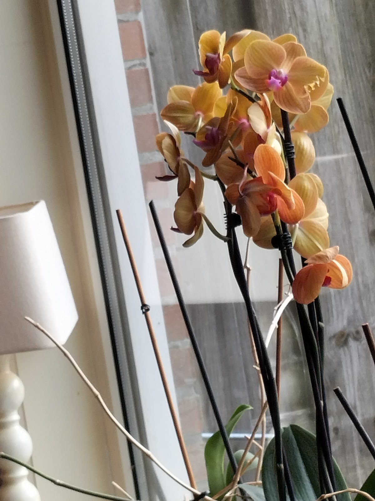 Foto van Lugtmeijer Bloemen in Wolvega