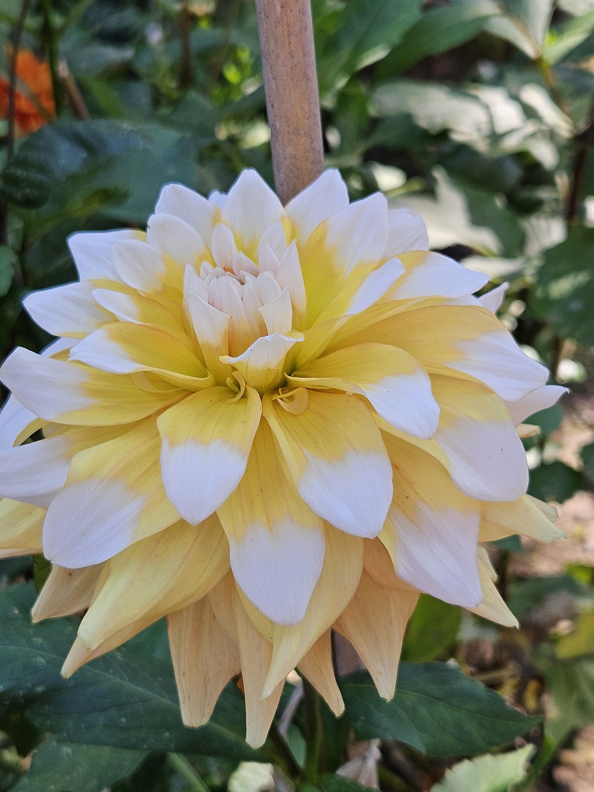 Foto van Bloemenkwekerij Buitenhuis in Apeldoorn