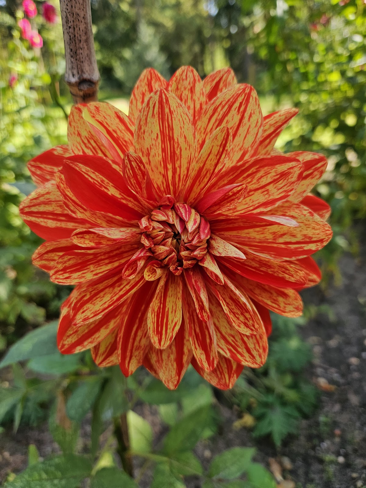 Foto van Bloemenkwekerij Buitenhuis in Apeldoorn