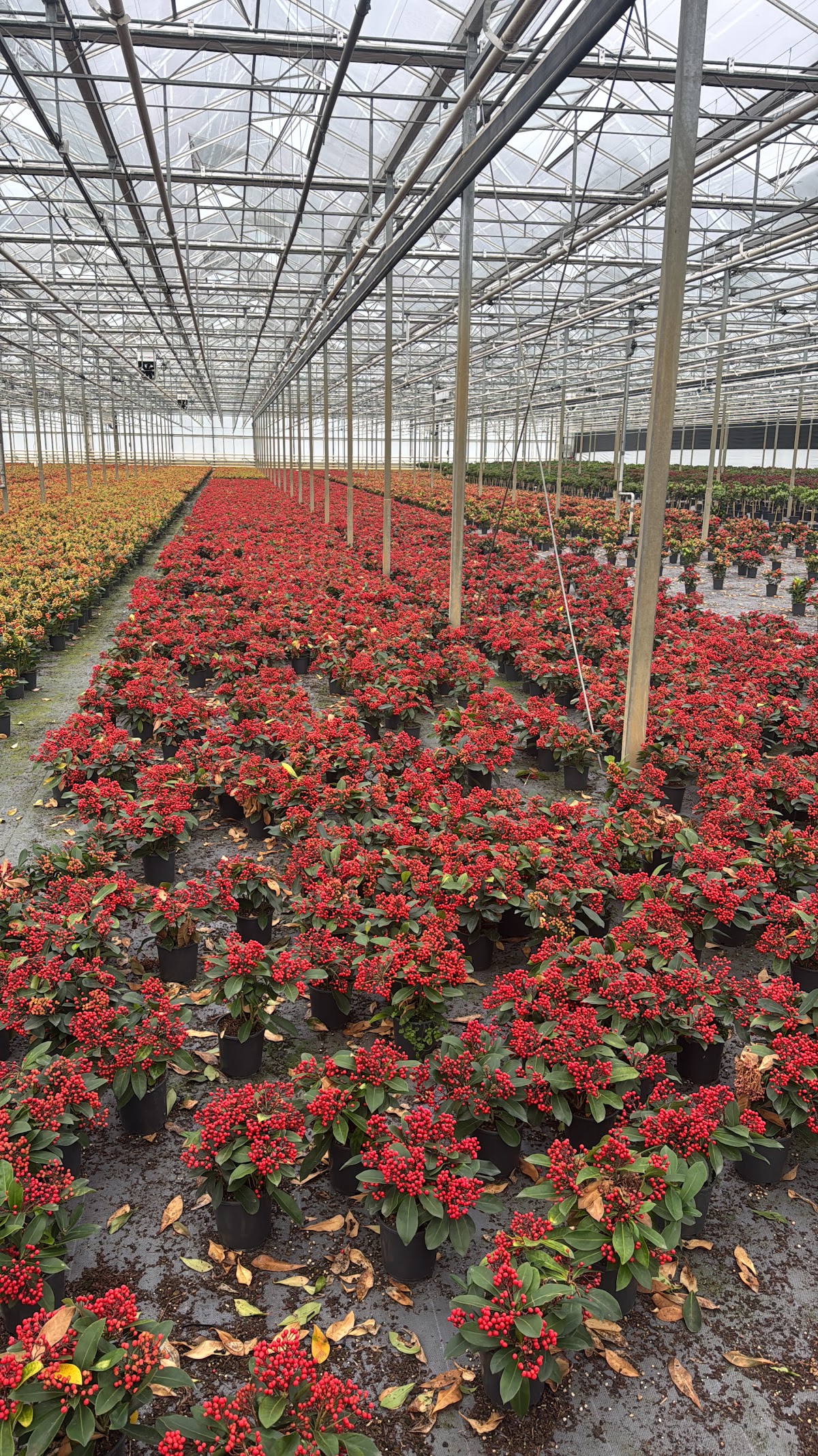 Foto van Van Geel Chrysanten in Erica