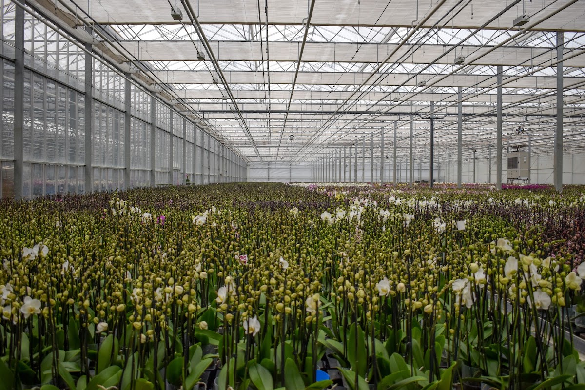 Foto van Van Geel Chrysanten in Erica