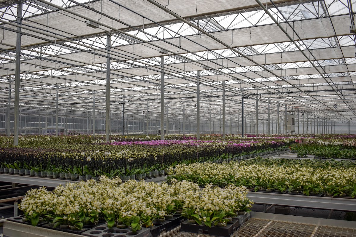 Foto van Van Geel Chrysanten in Erica