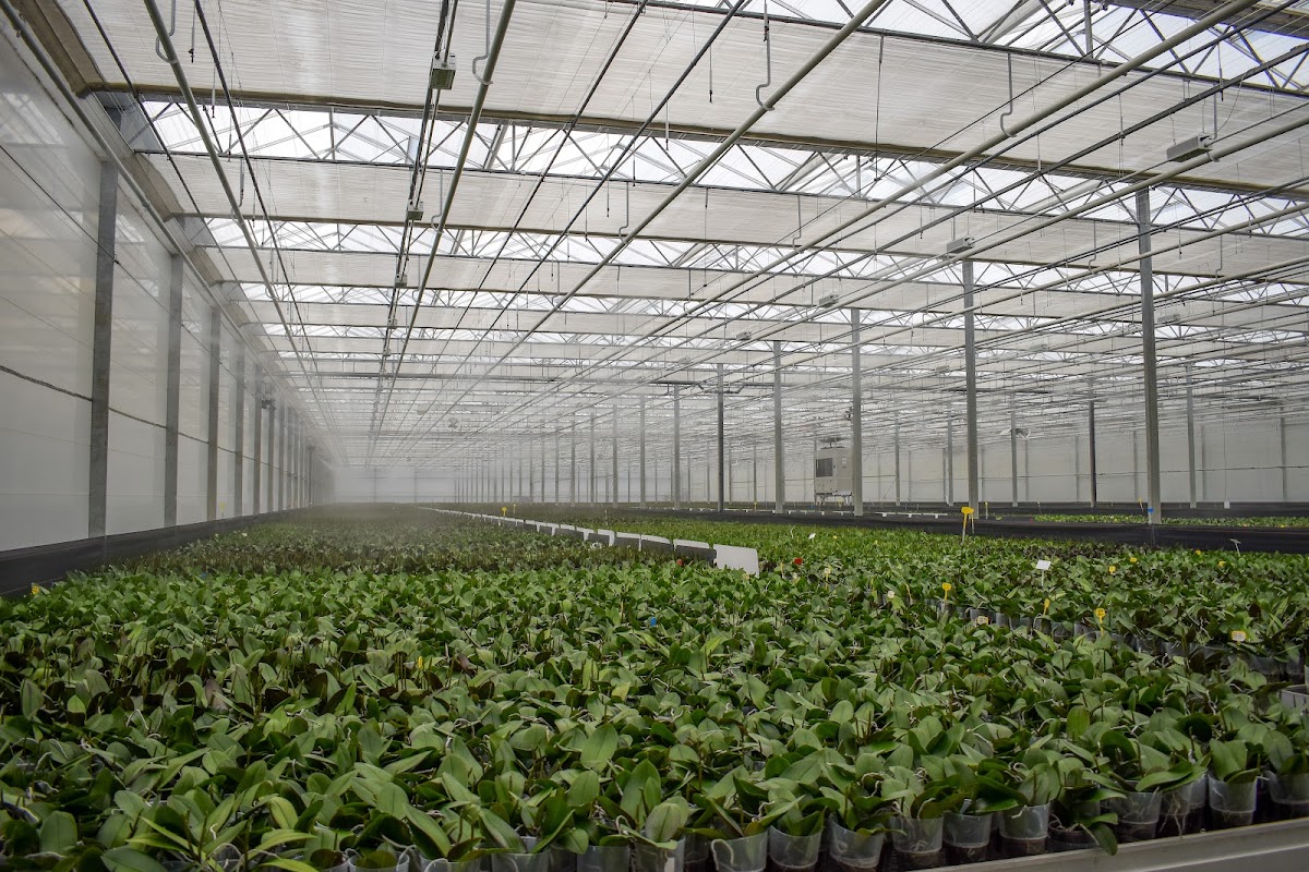 Foto van Van Geel Chrysanten in Erica
