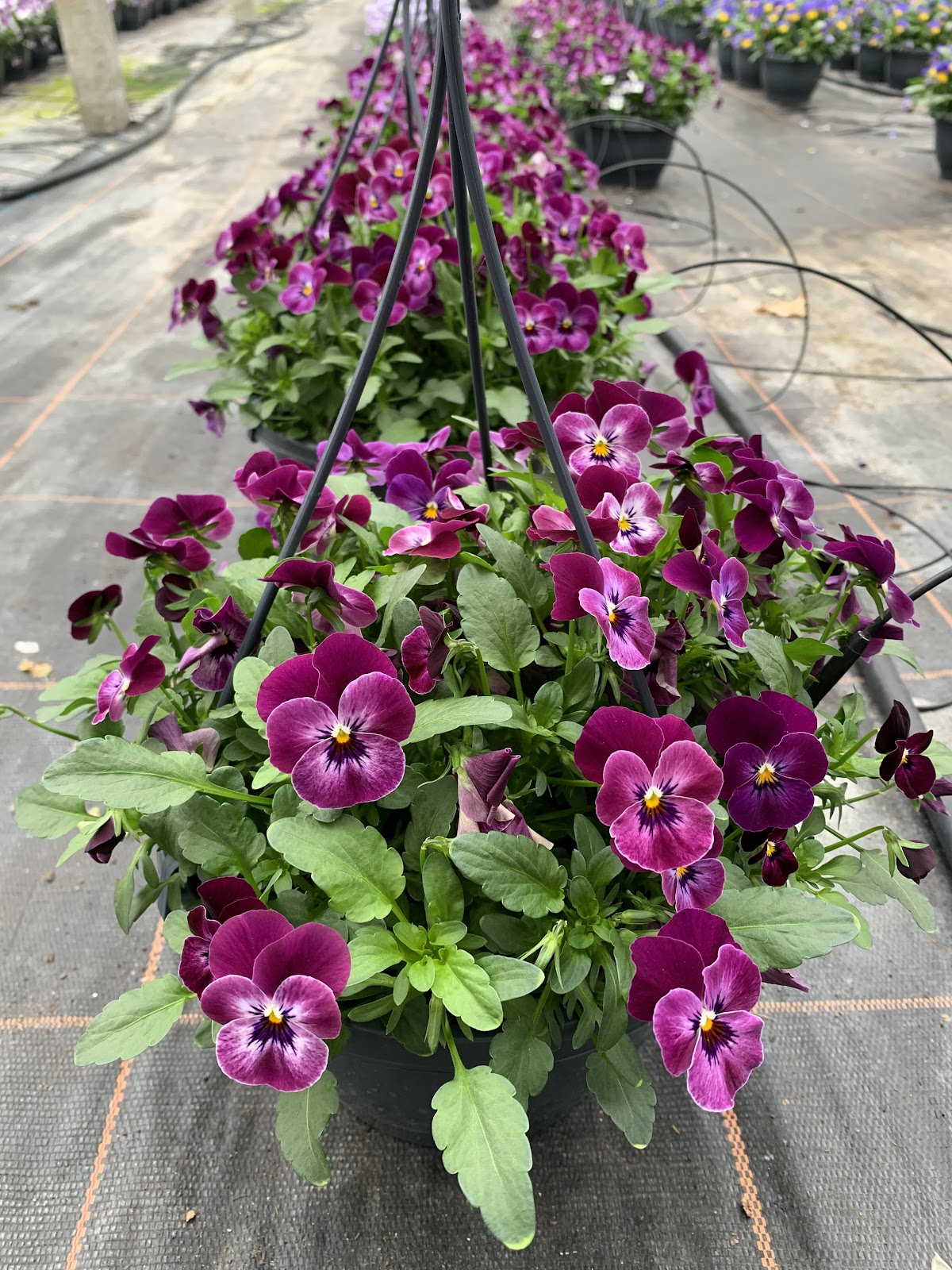 Foto van KH Potplanten in Klazienaveen