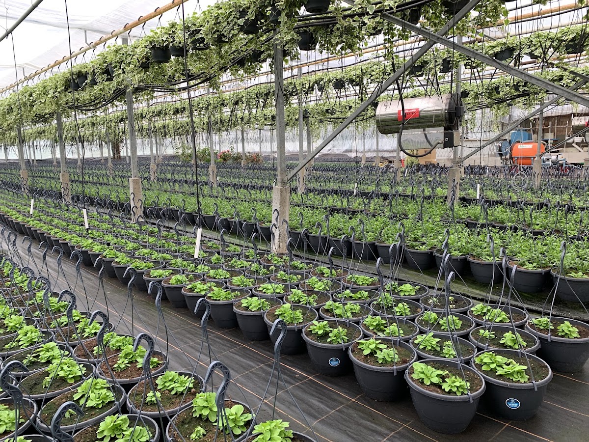 Foto van KH Potplanten in Klazienaveen