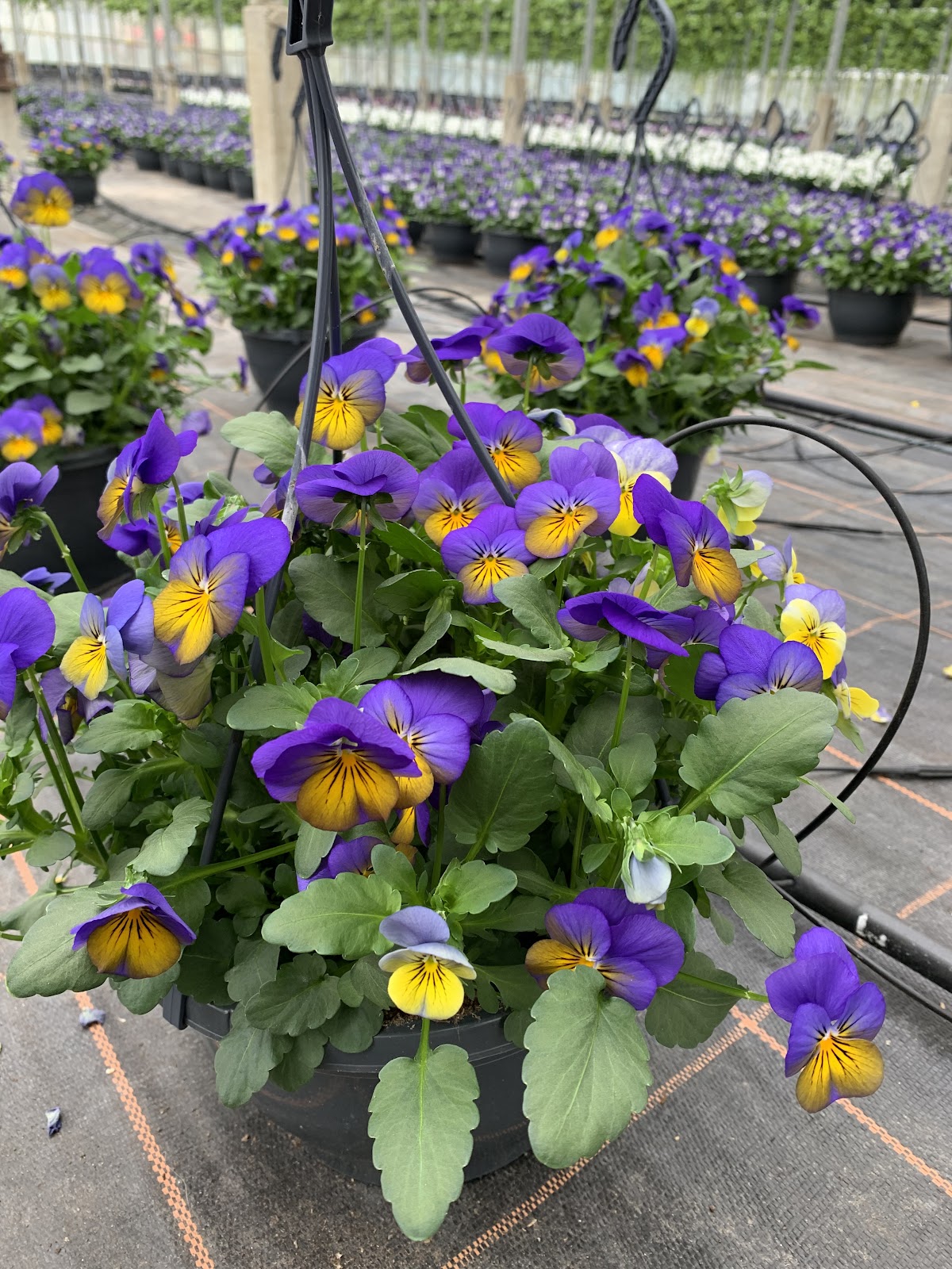 Foto van KH Potplanten in Klazienaveen