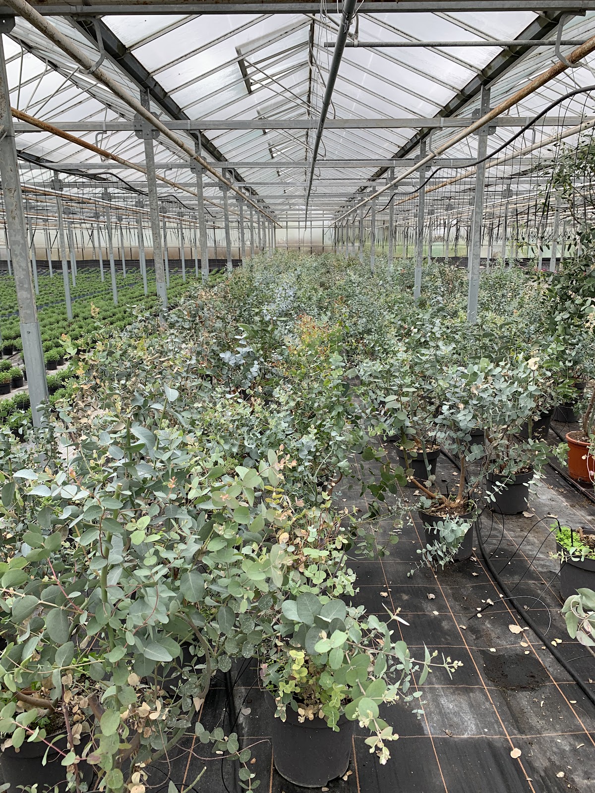 Foto van KH Potplanten in Klazienaveen