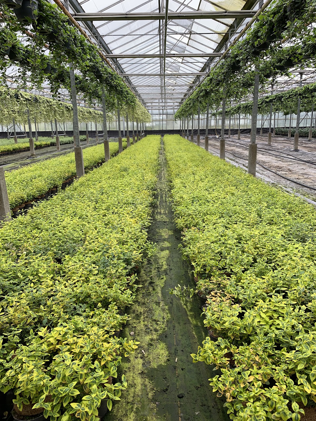 Foto van KH Potplanten in Klazienaveen