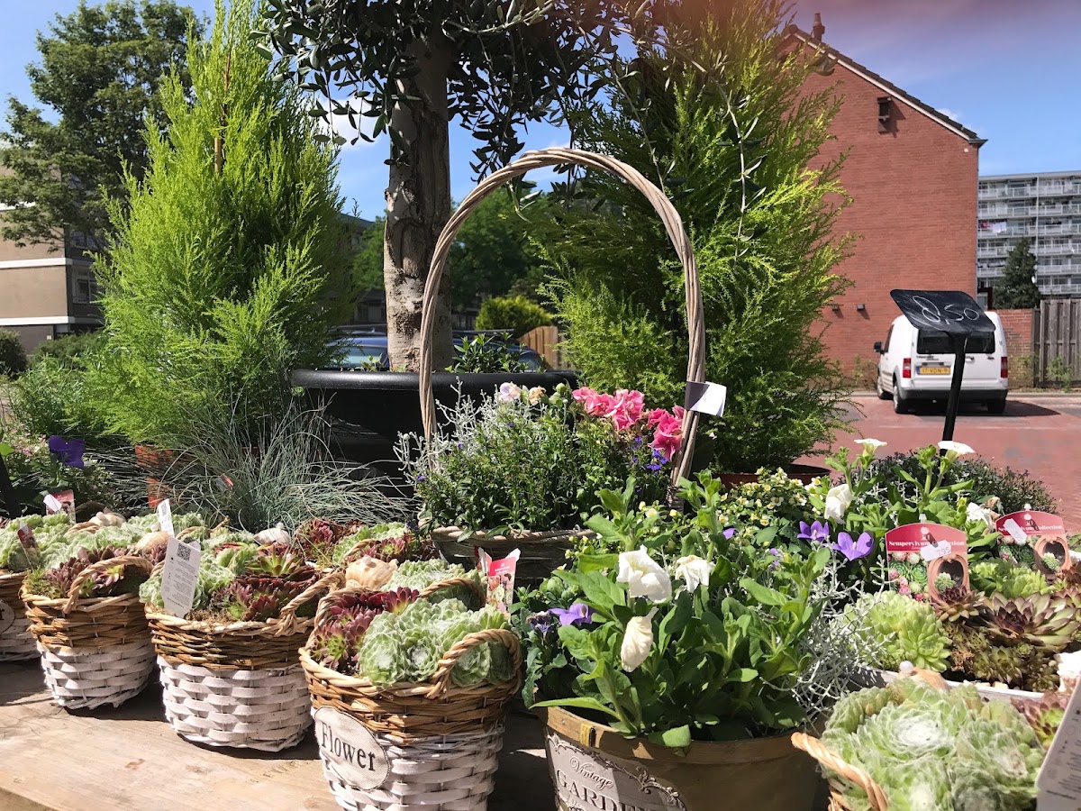 Foto van Rembrandt Bloemen in Meppel