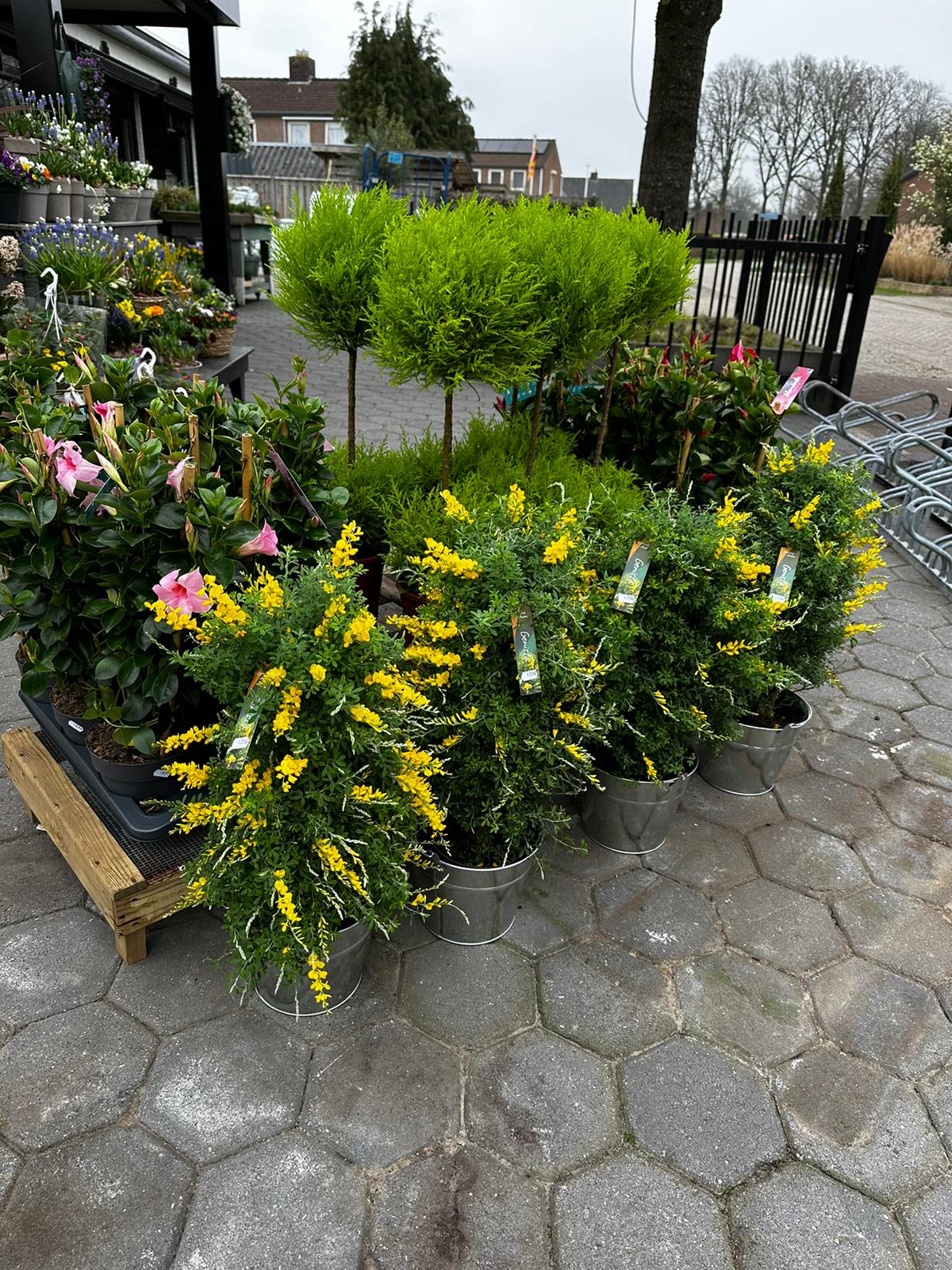 Foto van De Bloemerij in Havelte