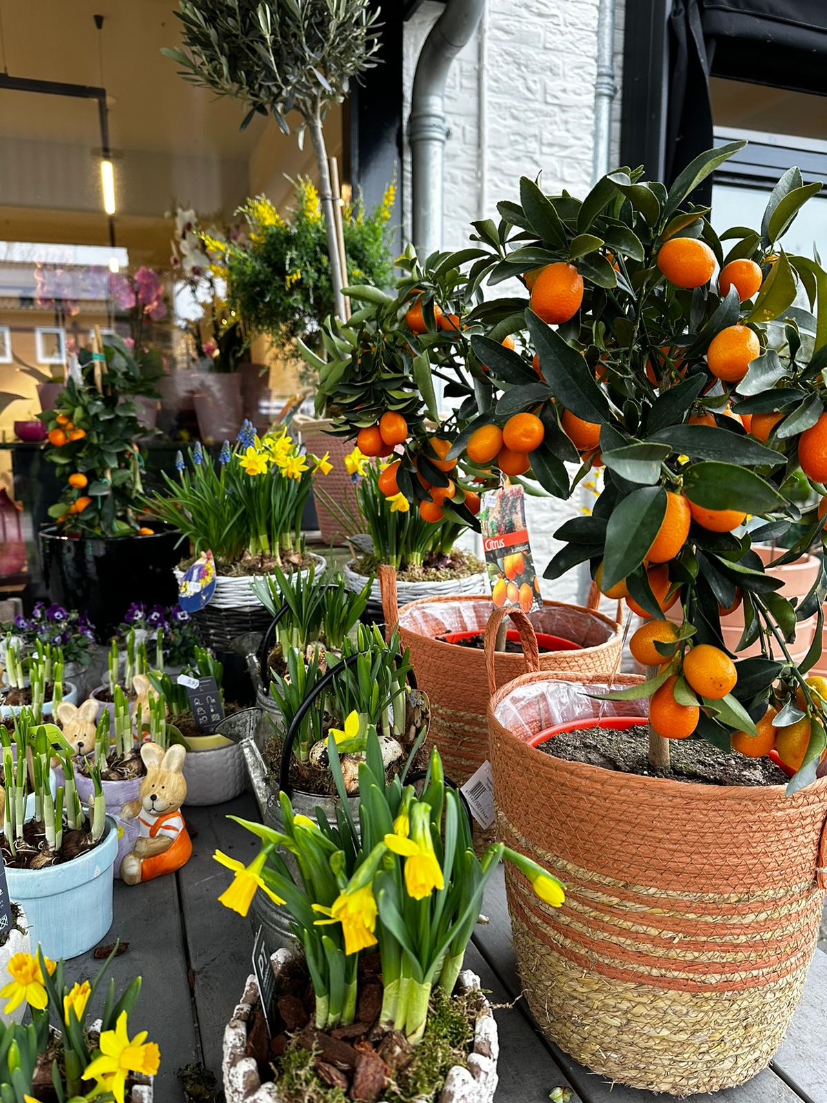 Foto van De Bloemerij in Havelte