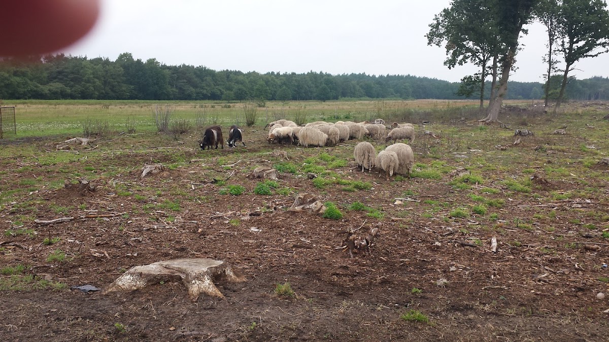 Foto van De Ruineresch in Ruinen