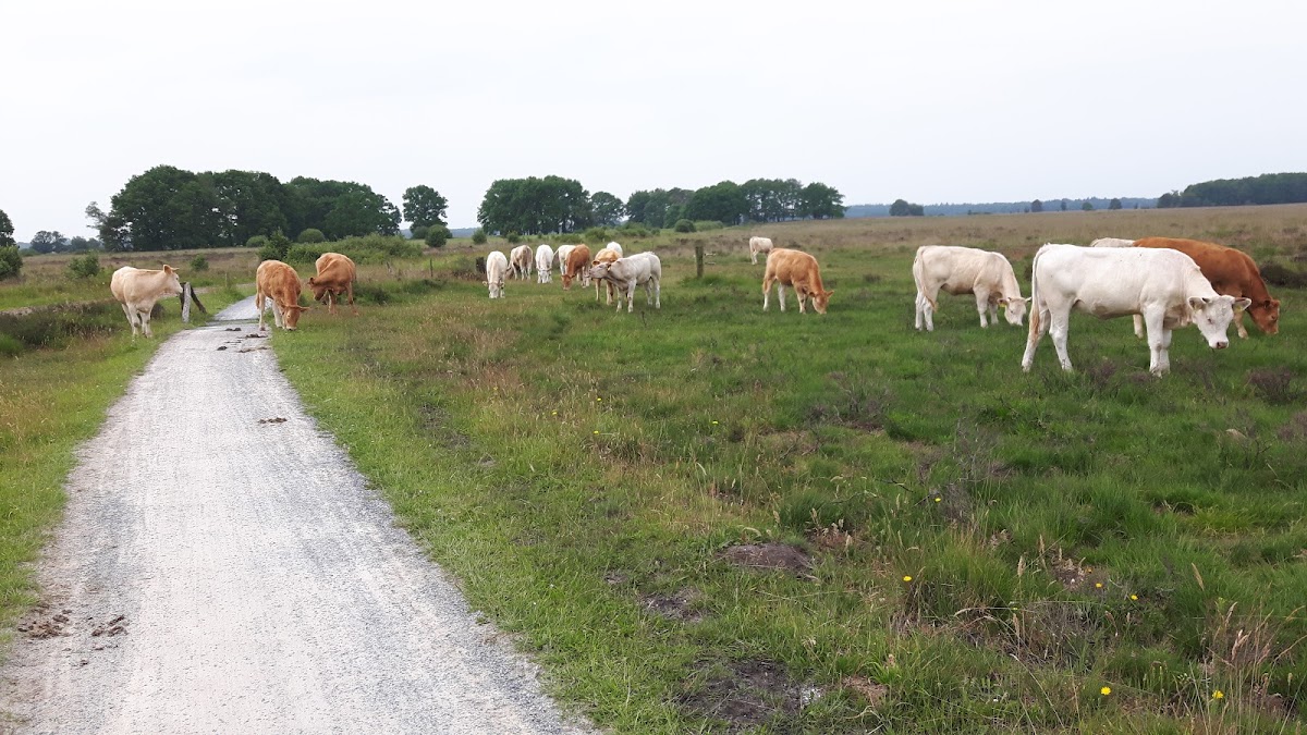 Foto van De Ruineresch in Ruinen