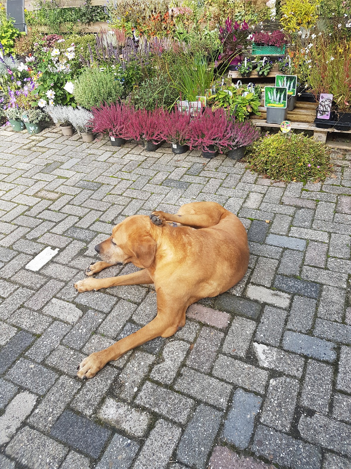 Foto van BloemenC Bloemboerderij in Marknesse