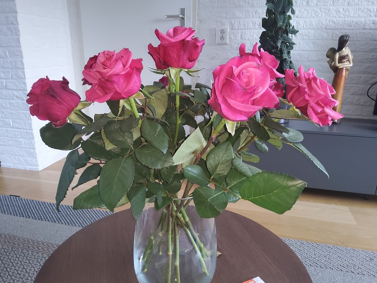 Foto van Ypma's Bloemenhandel in Franeker