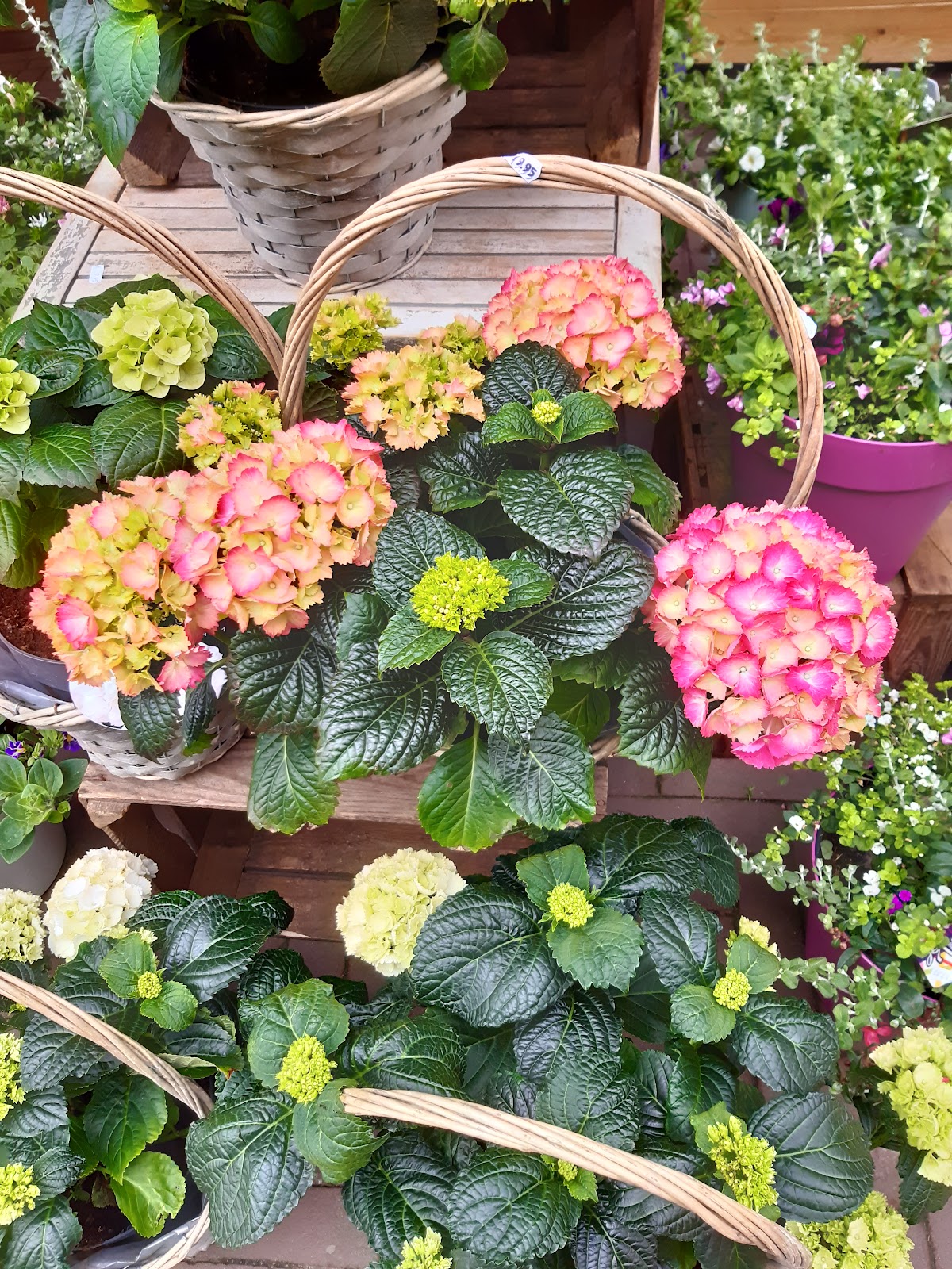 Foto van Bouquetterie De Eglantier in Apeldoorn