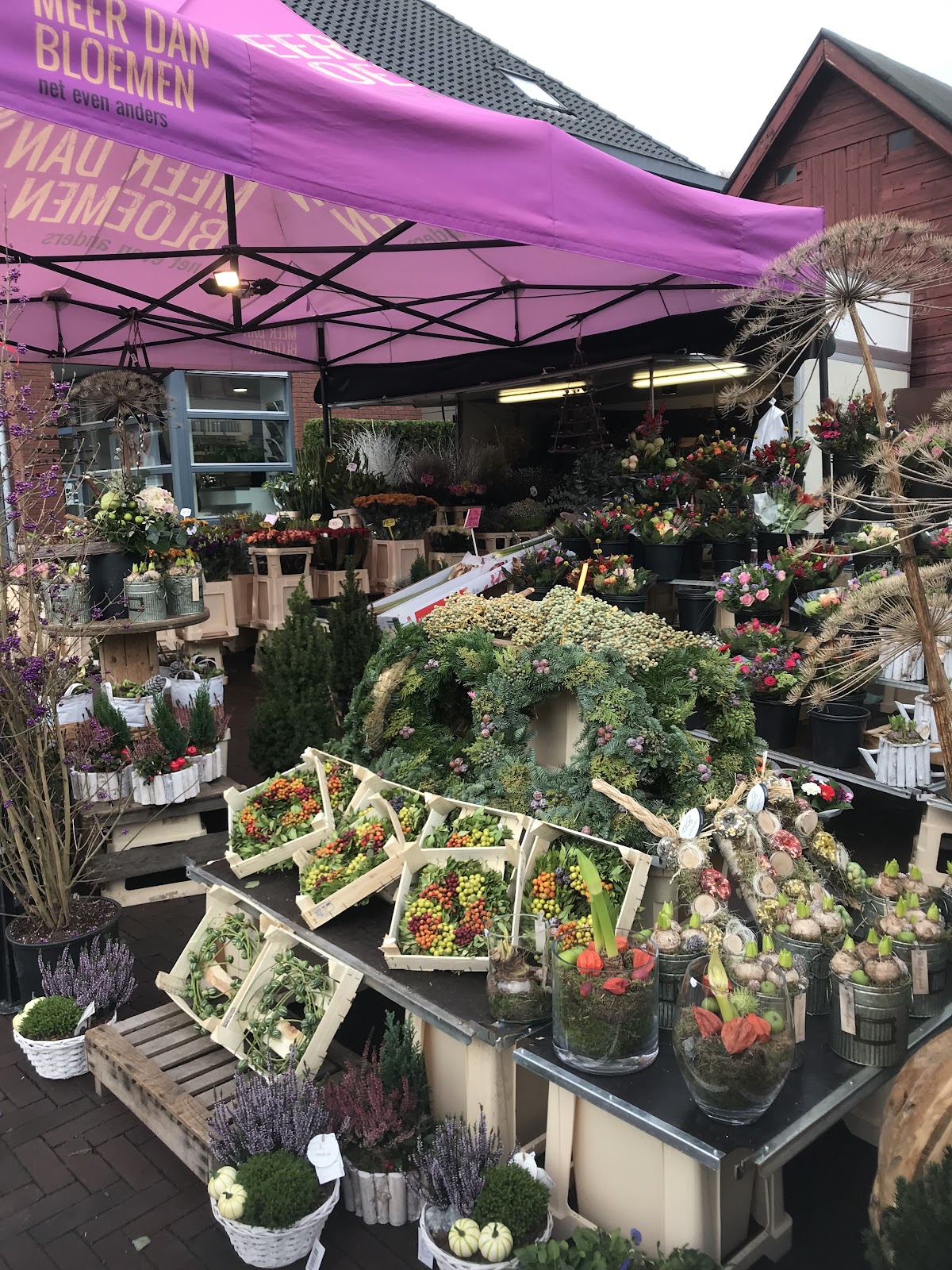 De croon plants
