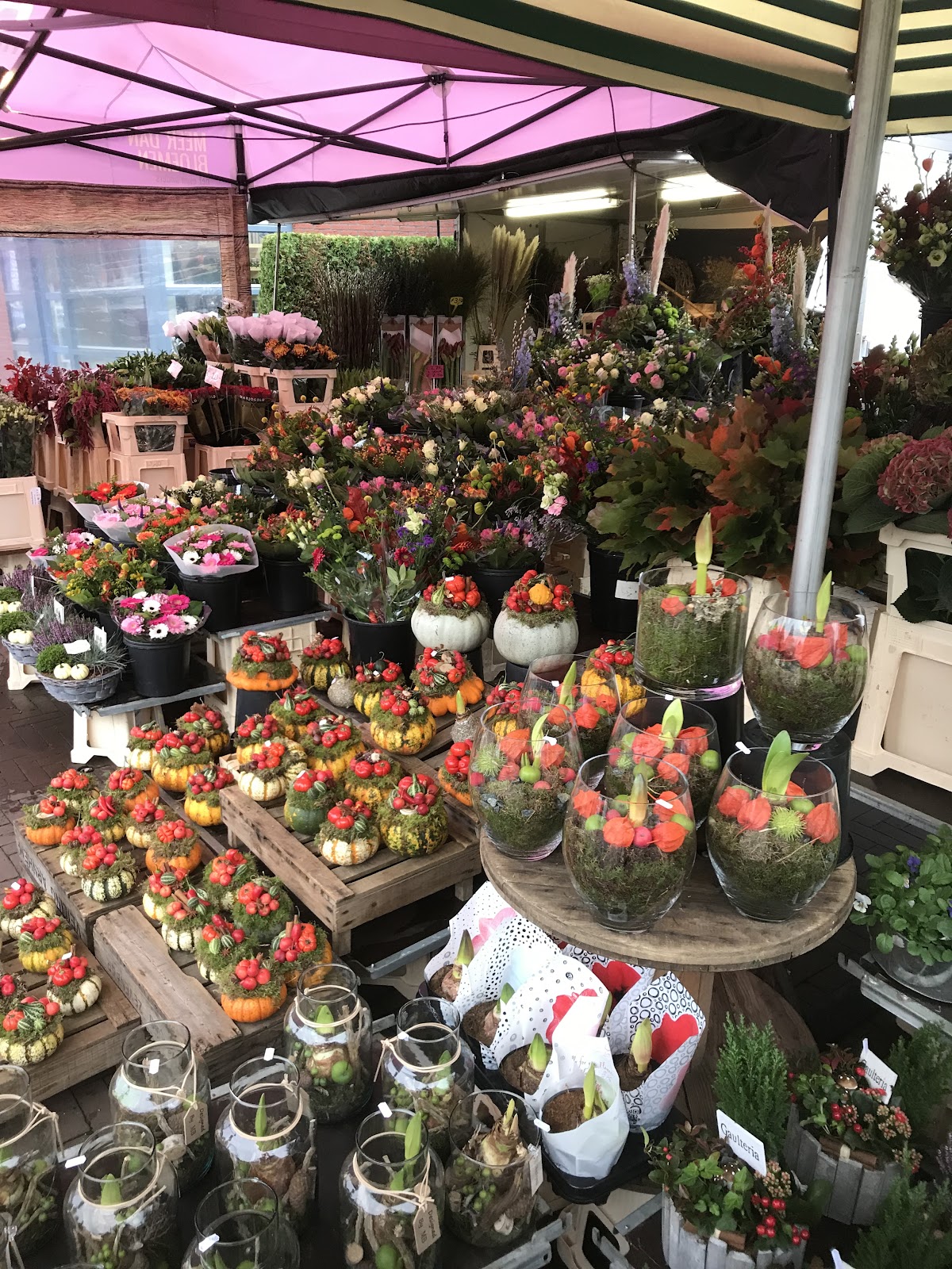 Foto van De croon plants in Apeldoorn
