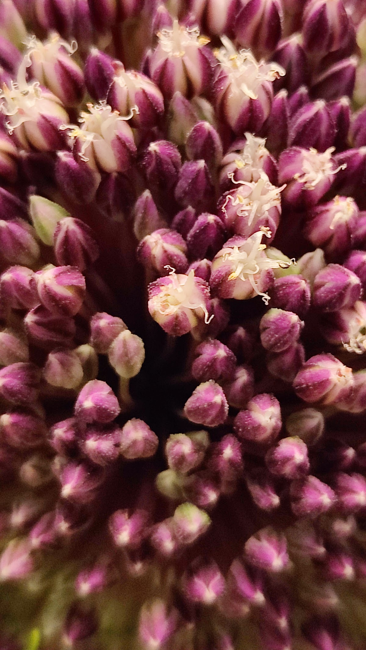 Foto van Veja Bloemen in Bemmel