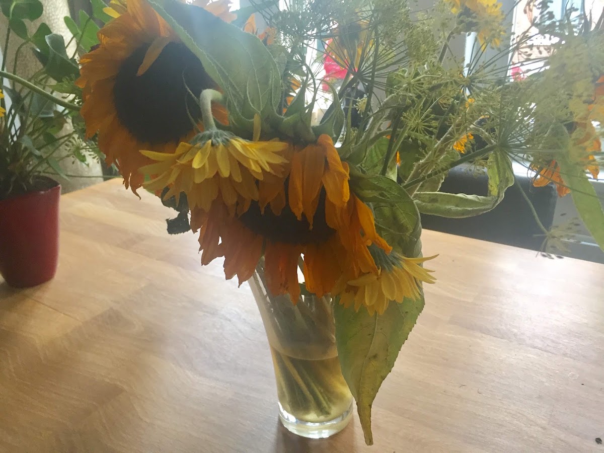 Foto van Hoogeveen Bloemen en Planten V.O.F. in Arnhem