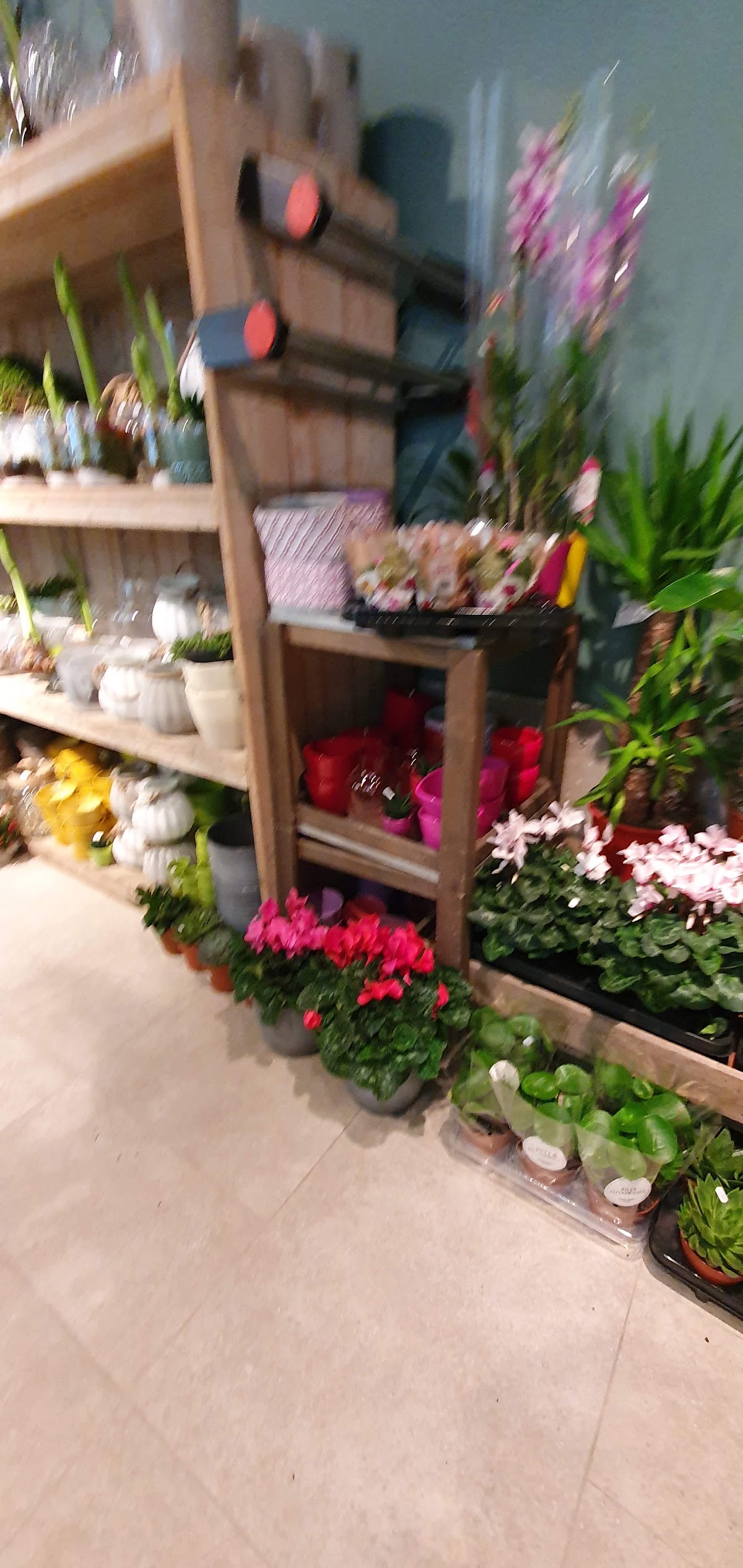 Foto van Marco's Bloemen in Arnhem