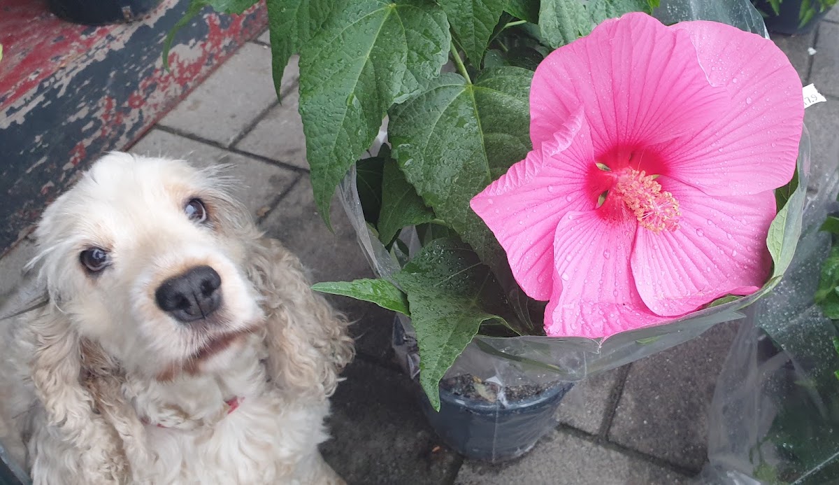 Foto van Passieflora Bv in Arnhem