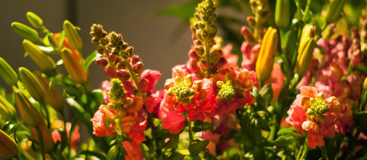 Ineke Rijksen Bloemen